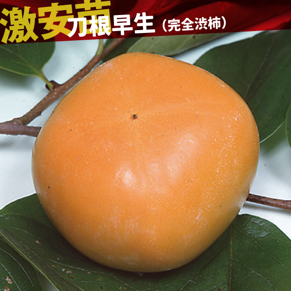 果樹苗 カキ 渋柿 刀根早生 1株