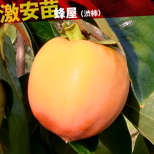 果樹苗 カキ 渋柿 蜂屋 1株