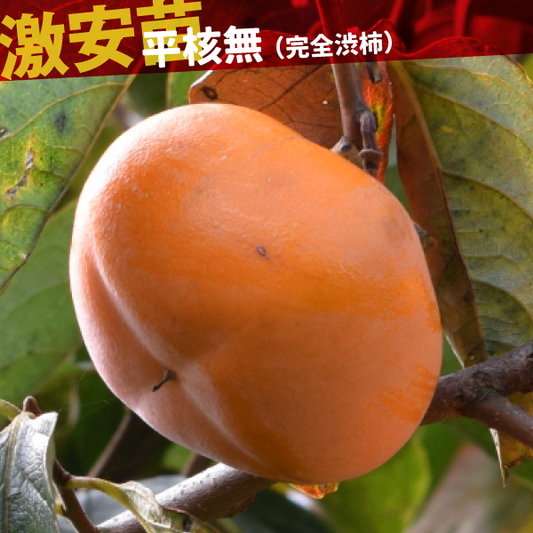 果樹苗 カキ 渋柿 平核無 1株