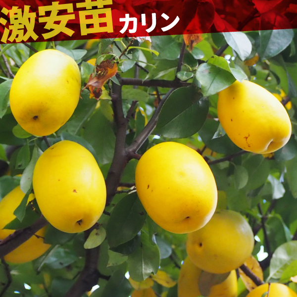 果樹苗 カリン 1株
