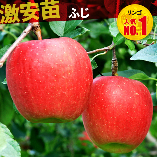 果樹苗 リンゴ ふじ 1株