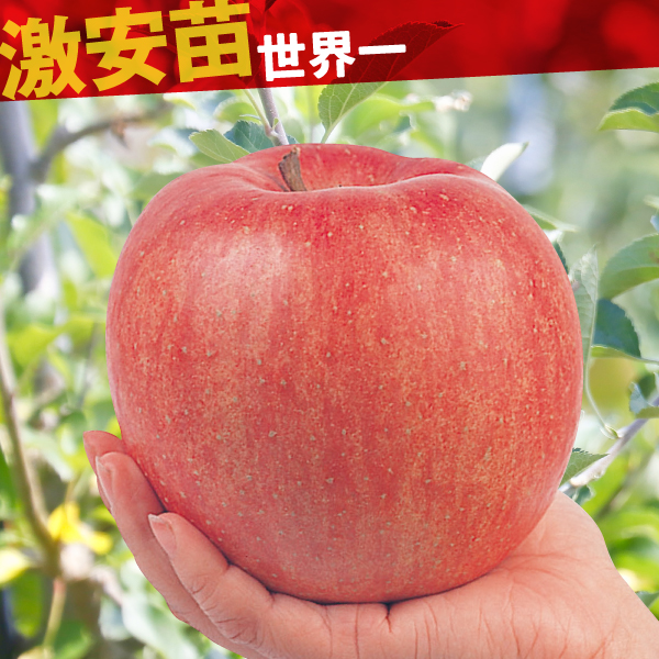 果樹苗 リンゴ 世界一 1株