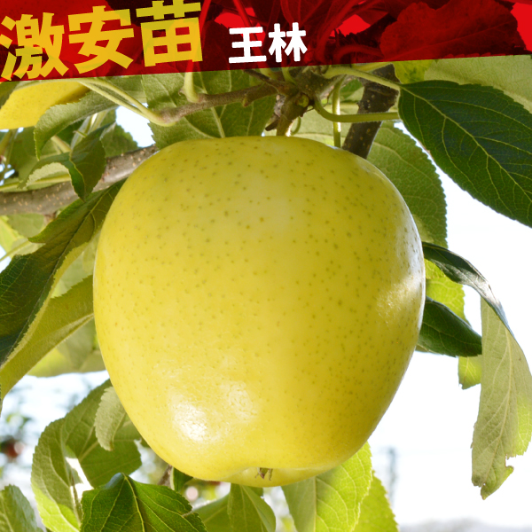 果樹苗 リンゴ 王林 1株