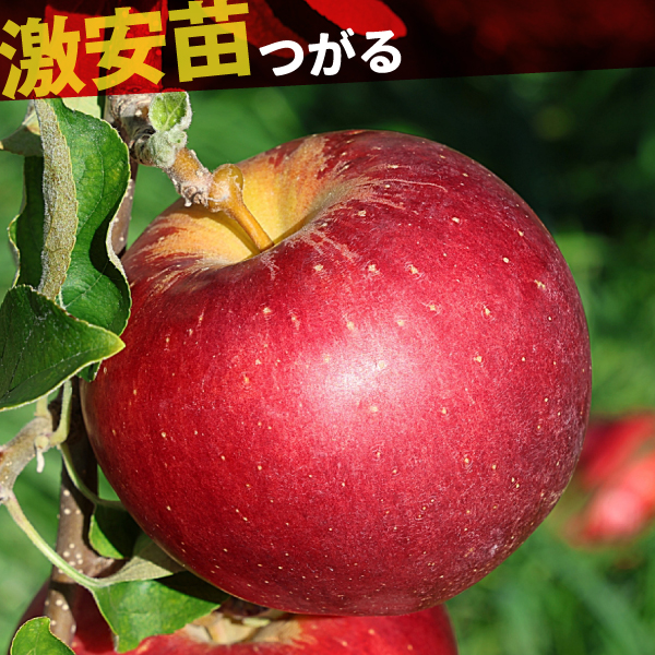 果樹苗 リンゴ つがる 1株