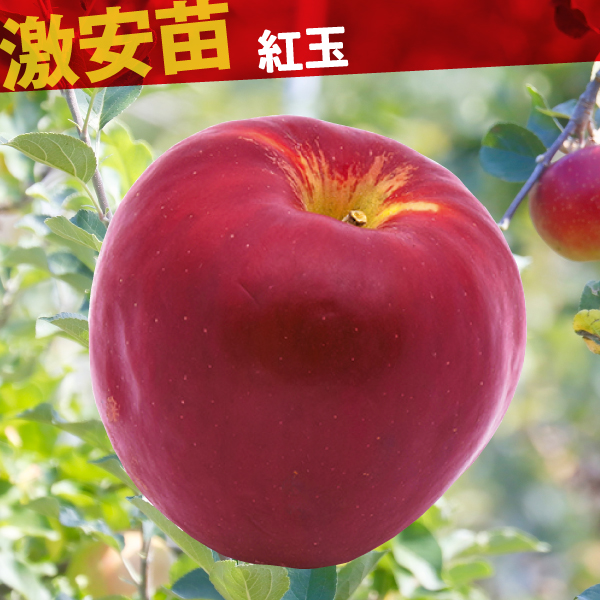 果樹苗 リンゴ 紅玉 1株