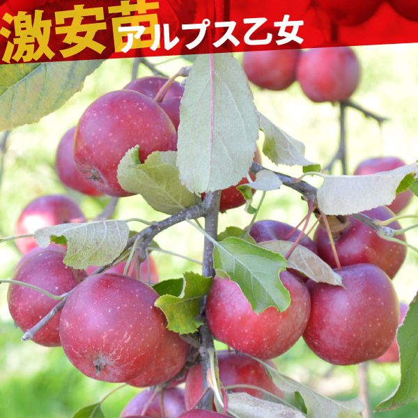 果樹苗 リンゴ アルプス乙女 1株