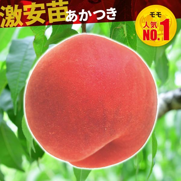 果樹苗 モモ あかつき 1株