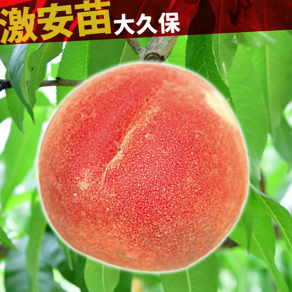 果樹苗 モモ 大久保 1株