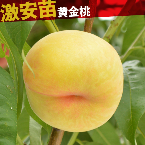 果樹苗 モモ 黄金桃 1株