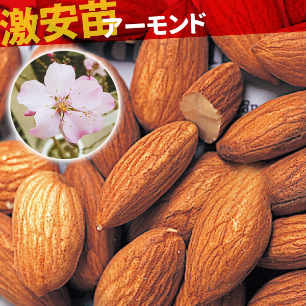 果樹苗 アーモンド 1株