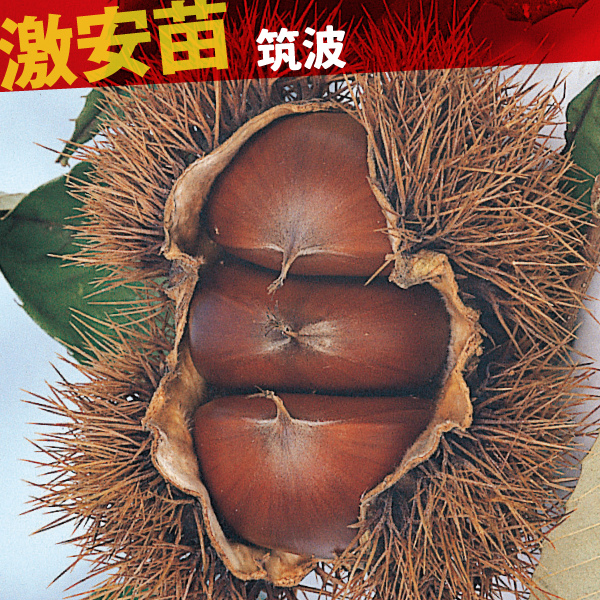 果樹苗 クリ 筑波 1株