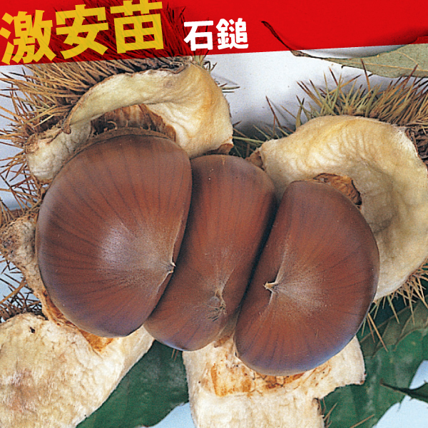 果樹苗 クリ 石鎚 1株