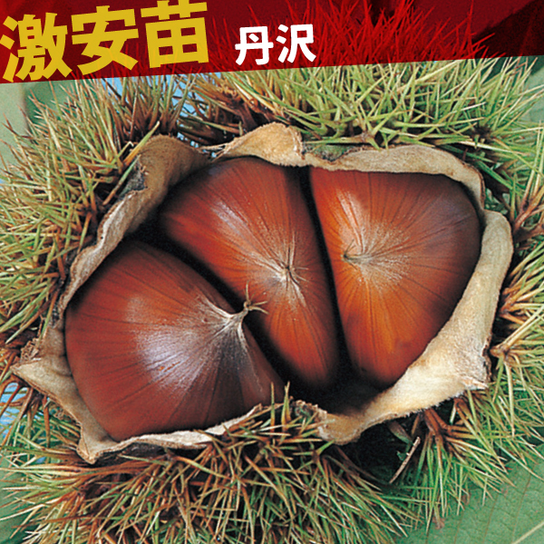 果樹苗 クリ 丹沢 1株