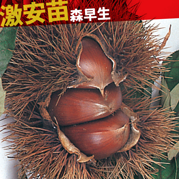 果樹苗 クリ 森早生 1株