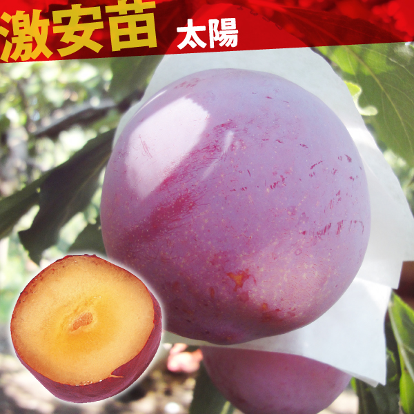 果樹苗 スモモ 太陽 1株
