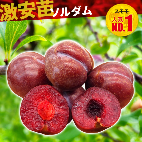 果樹苗 スモモ ソルダム 1株