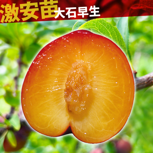 果樹苗 スモモ 大石早生 1株