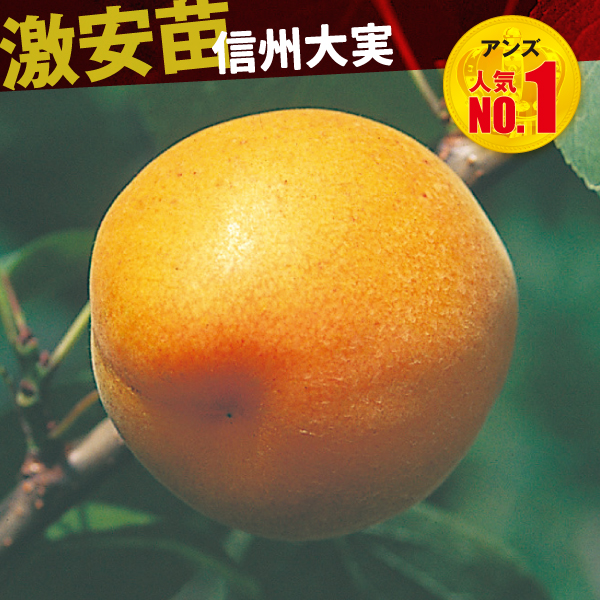 果樹苗 アンズ 信州大実 1株