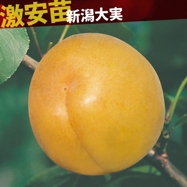 果樹苗 アンズ 新潟大実 1株