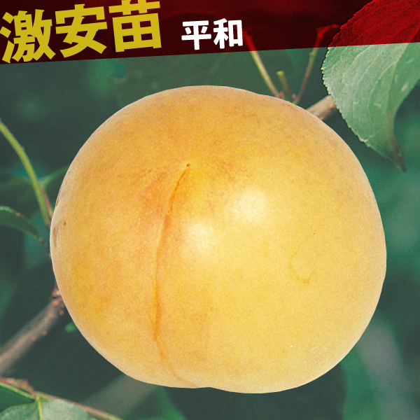 果樹苗 アンズ 平和 1株