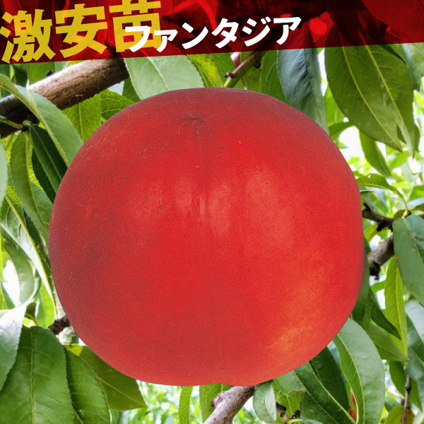 果樹苗 ネクタリン ファンタジア 1株