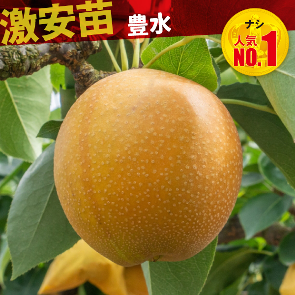 果樹苗 ナシ 豊水 1株