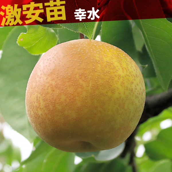 果樹苗 ナシ 幸水 1株