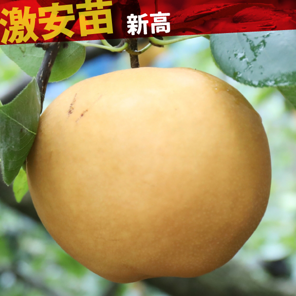 果樹苗 ナシ 新高 1株