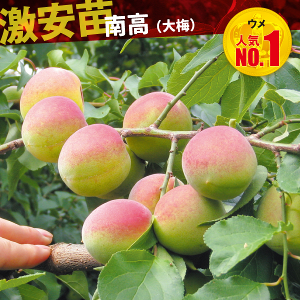 果樹苗 ウメ 南高(大梅) 1株