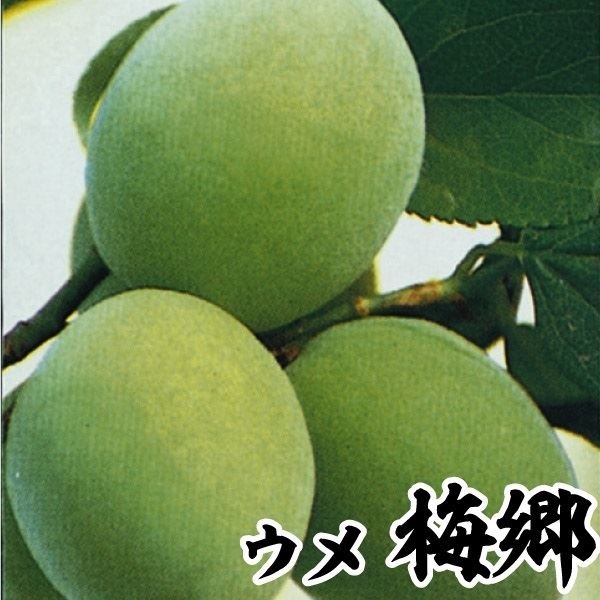 果樹苗 ウメ 梅郷(大梅) 1株