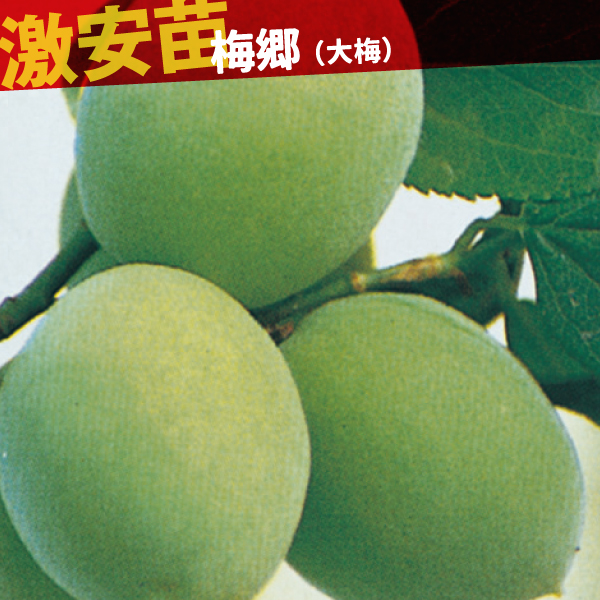 果樹苗 ウメ 梅郷(大梅) 1株