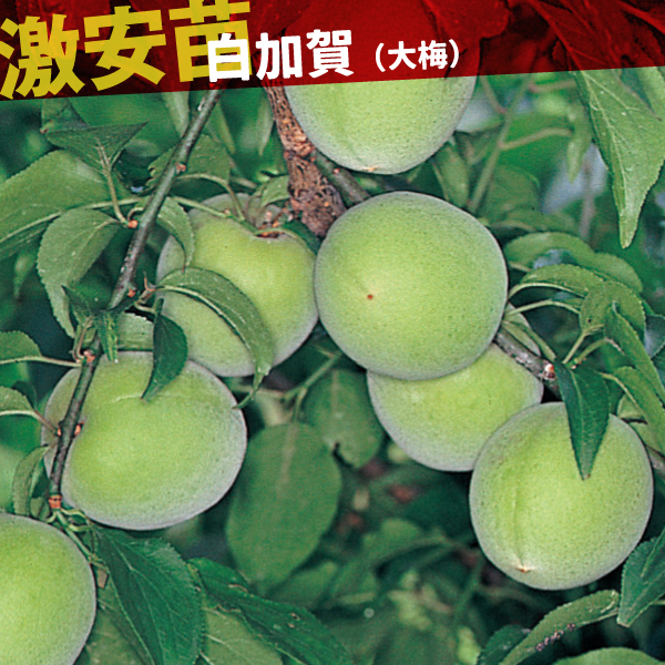 果樹苗 ウメ 白加賀(大梅) 1株