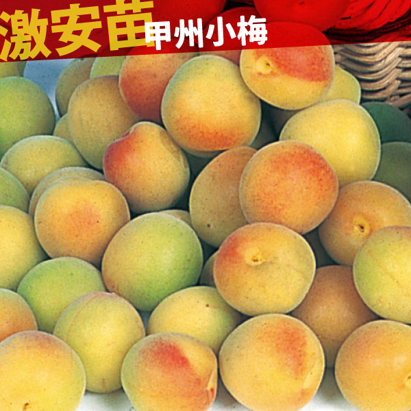 果樹苗 ウメ 甲州小梅 1株