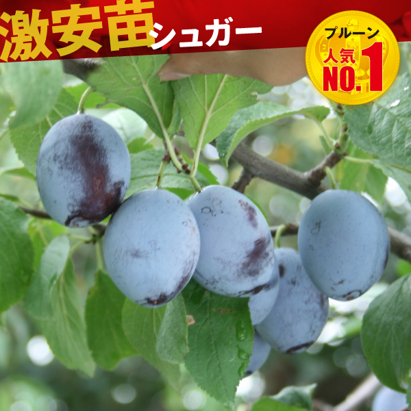 果樹苗 プルーン シュガー 1株