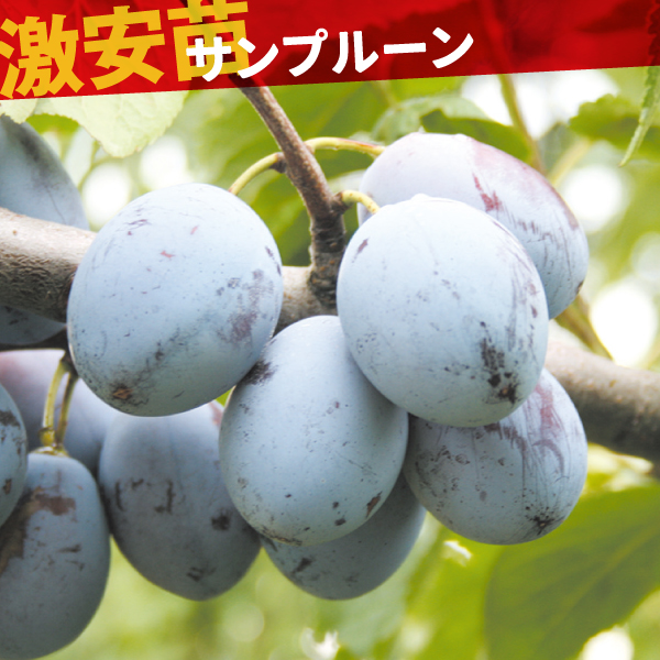 果樹苗 プルーン サンプルーン 1株
