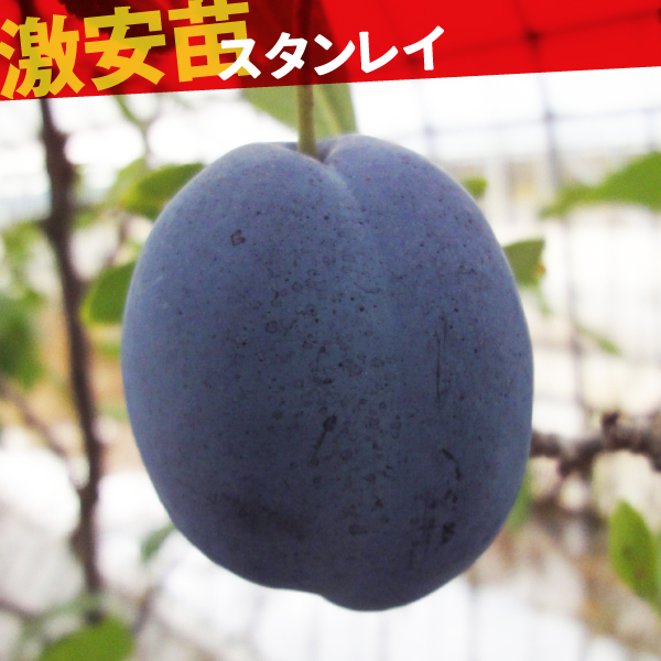果樹苗 プルーン スタンレイ 1株