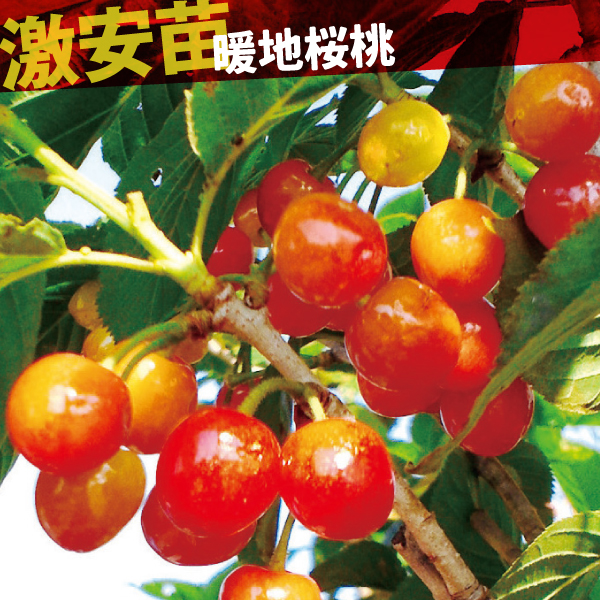 果樹苗 サクランボ 暖地桜桃 1株
