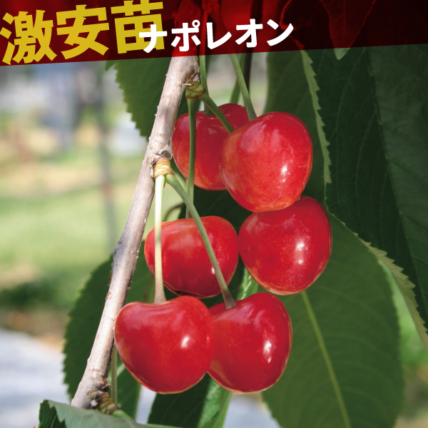 果樹苗 サクランボ ナポレオン 1株