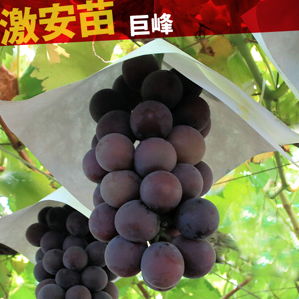 果樹苗 ブドウ 巨峰 1株