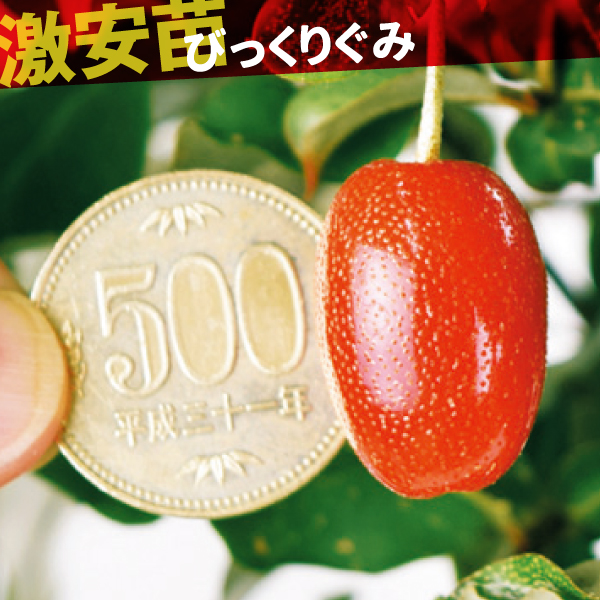 果樹苗 びっくりぐみ 1株