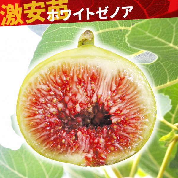 果樹苗 イチジク ホワイトゼノア 1株