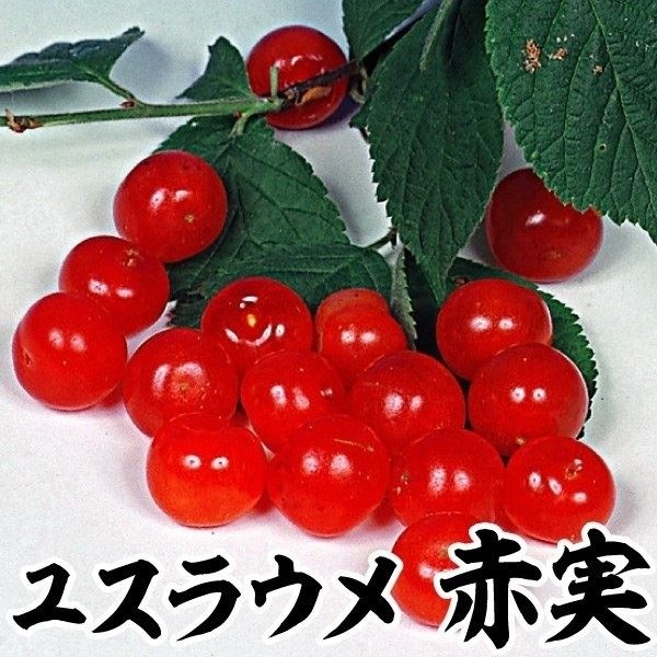 果樹苗 ユスラウメ 赤実 1株