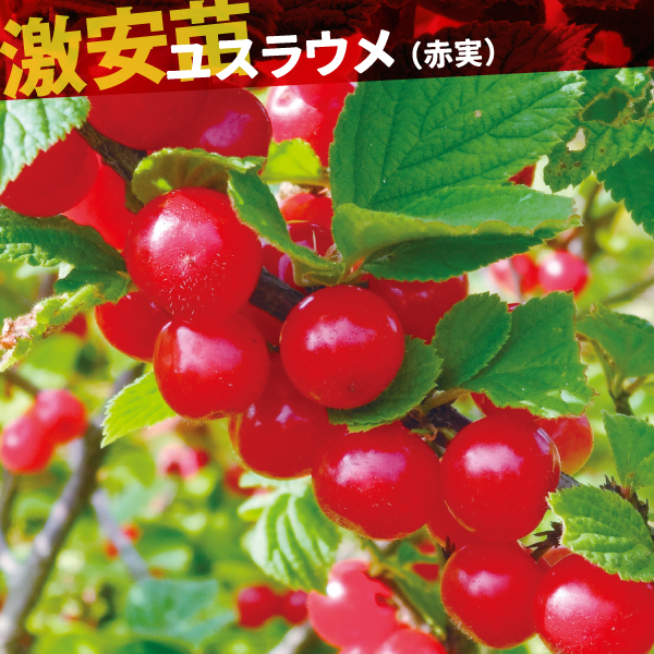 果樹苗 ユスラウメ 赤実 1株