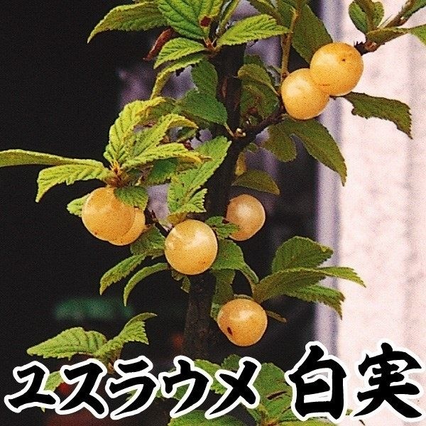 果樹苗 ユスラウメ 白実 1株