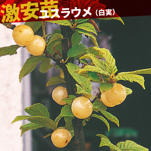 果樹苗 ユスラウメ 白実 1株
