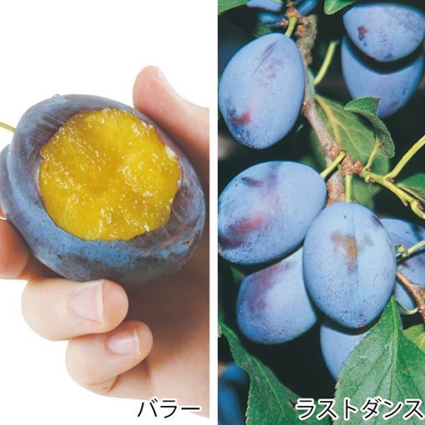 果樹苗 プルーン 高糖度プルーンセット 2種2株