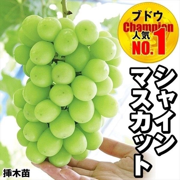 果樹苗 ブドウ シャインマスカットPVP 挿木苗