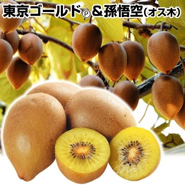 果樹苗 キウイ 東京ゴールドPVP＆孫悟空（黄肉用オス木） 2種2株