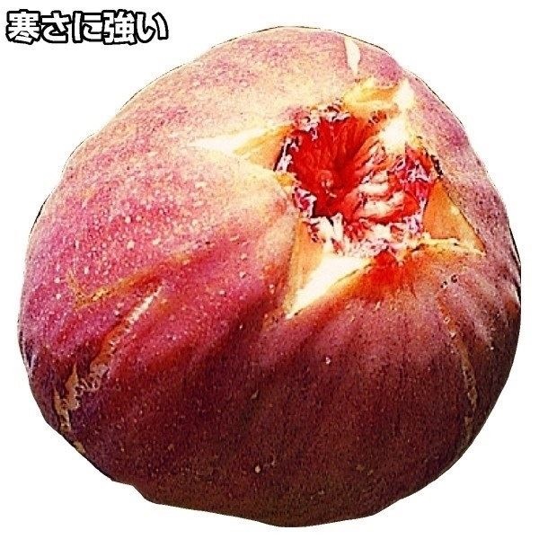 果樹苗 イチジク 早生日本種 1株