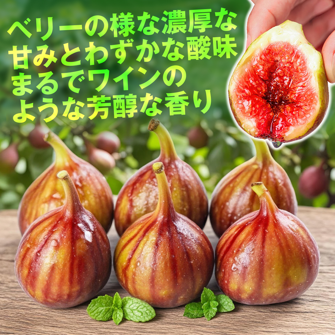 国華園オンラインショップ / イチジク苗